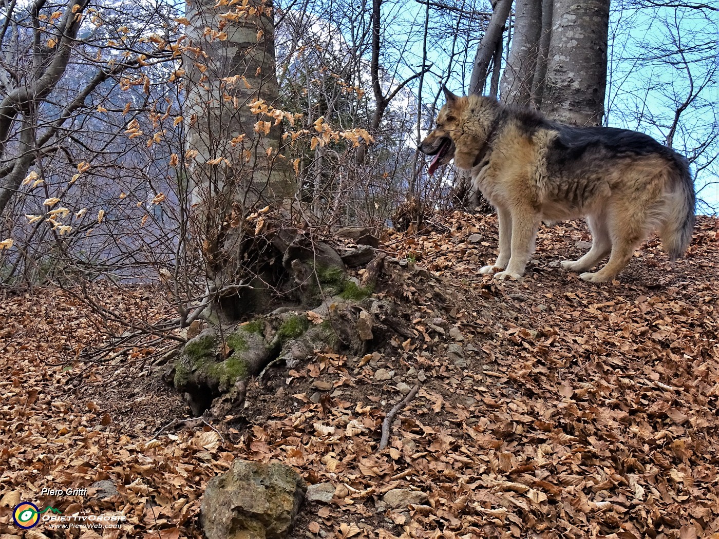 28 Da qui in poi si cammina su alto tappeto di foglie .JPG